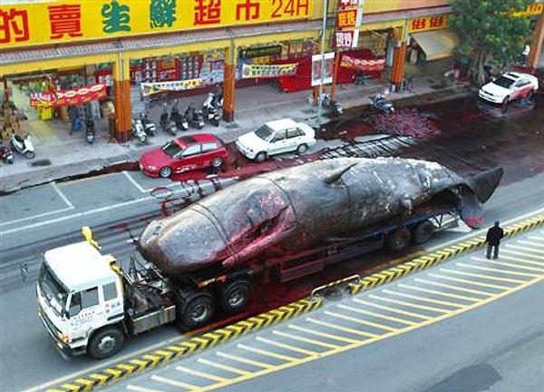 2004'de Tayvan'da kıyıya vuran ve inceleme için araştırma merkezine götürülen bir balina cesedi de kamyonla taşındığı sırada şehrin orta yerinde patladı.