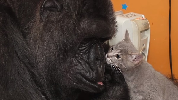 Коко обожала котят и заботилась о них, как о детях: