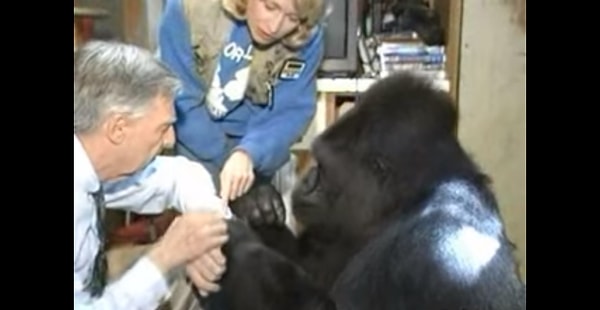 Готовность Коко общаться с людьми и ее желание учиться позволили миру проводить исследования и многое узнать о гориллах.