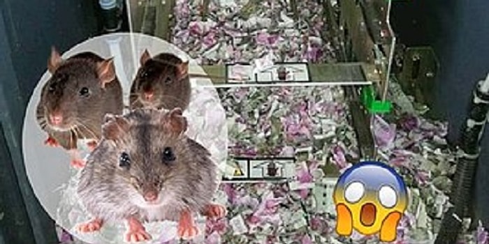 В Индии мыши съели 1.200.000 рупий (около 1 млн рублей) прямо внутри банкомата