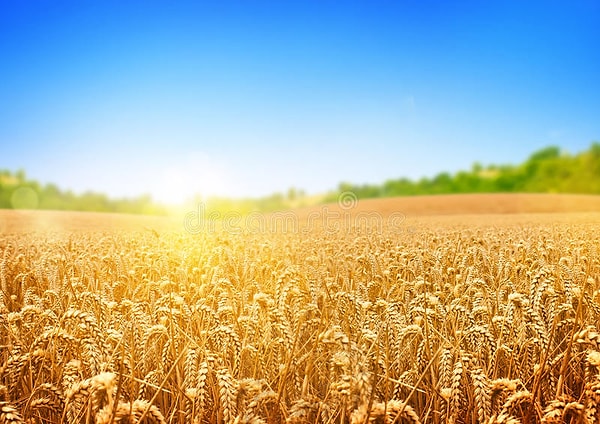 8. Как называлась единица измерения площади земли в средневековой Западной Европе?