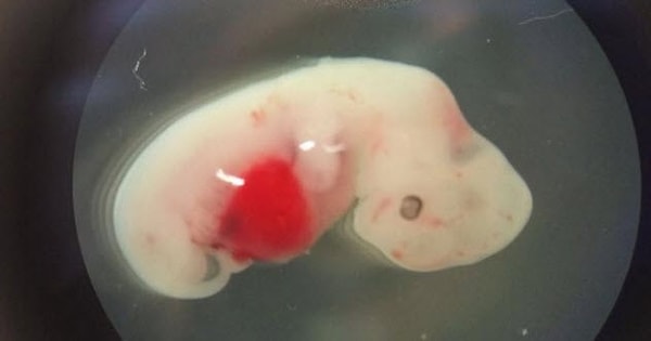 6. Свиньи и овцы с человеческими органами