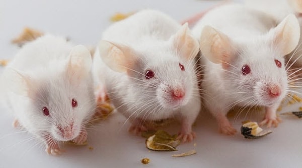 4. Мыши с человеческим анальным сфинктером