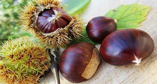 5. Конский каштан