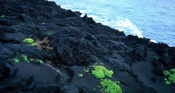 9. Проросшие томаты немедленно удалили, чтобы они не нарушили чистоту эксперимента.