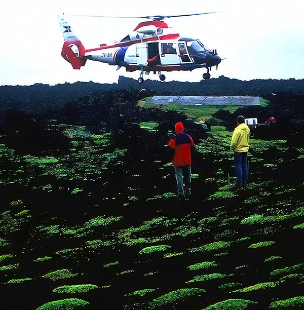 10. А первым растением, которое выросло на острове самостоятельно, стал мох.