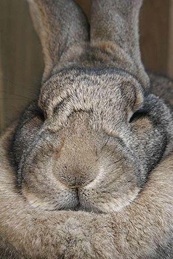 3. Мужские и женские особи выглядят по-разному