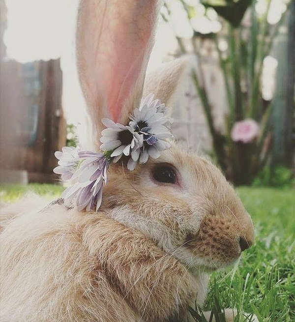 6. Бельгийские великаны плохо переносят жару