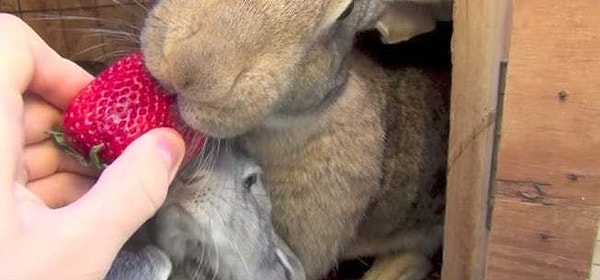 7. Они много едят… очень много