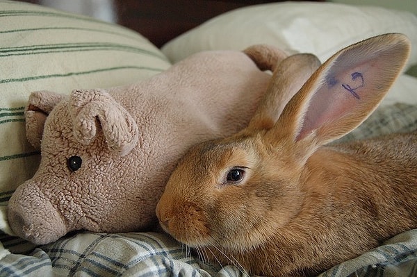 10. Бельгийские великаны могут использоваться в пет-терапии