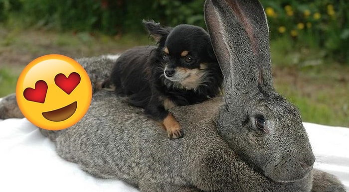 Лучше большого пушистого кролика может быть только гигантский, и пользователи Сети уже давно сходят по нему с ума!