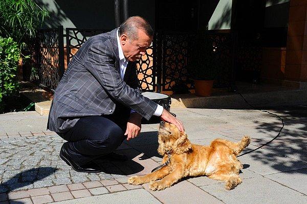 8. Recep Tayyip Erdoğan ve Çiko