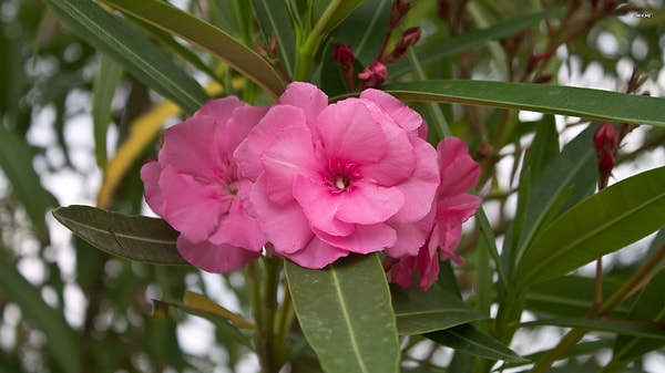 3. Ядовит ли этот цветок?