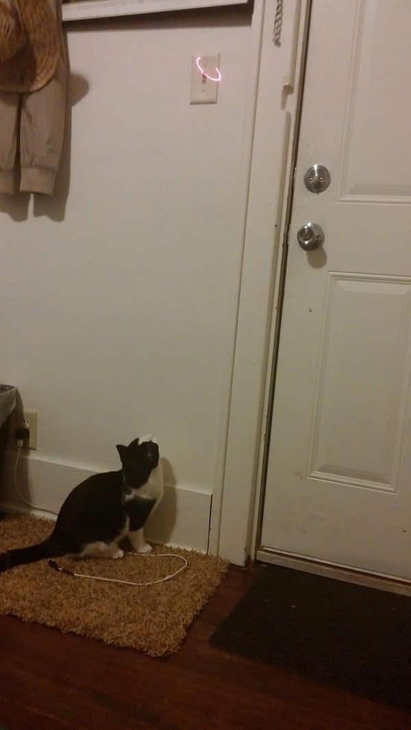 10. Котов можно использовать хотя бы для выключения света. А то они только едят да спят, и всё задаром.