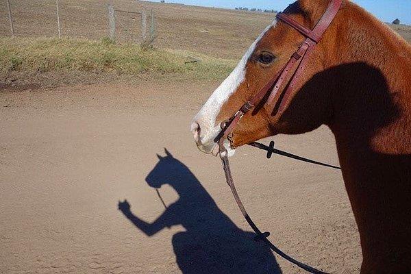 8. Selfie çeken bir at!