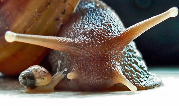 5. Анус улитки расположен у нее на голове.