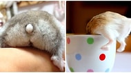 Tatlılık ve Güzellikleriyle Keyfinizi Yerine Getirecek 24 Hamster Poposu