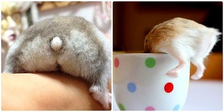 Tatlılık ve Güzellikleriyle Keyfinizi Yerine Getirecek 24 Hamster Poposu