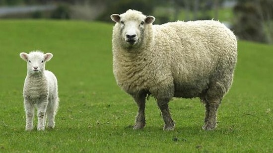 Gelir Artıyor, Aile Genişliyor! Rüyada Koyun Görmek Ne Anlama Gelir?