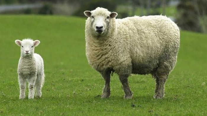 Gelir Artıyor, Aile Genişliyor! Rüyada Koyun Görmek Ne Anlama Gelir?