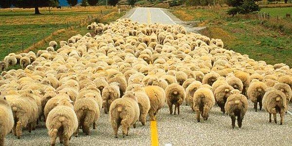 1. Rüyada Koyun Sürüsü Görmek