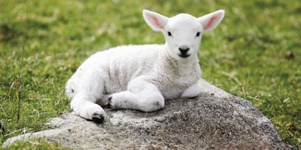 6. Rüyada kuzu görmek