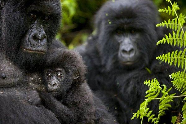 1. Kongo Cumhuriyeti, Virunga Milli Parkı'nda dağ gorillerini görebilirsiniz.