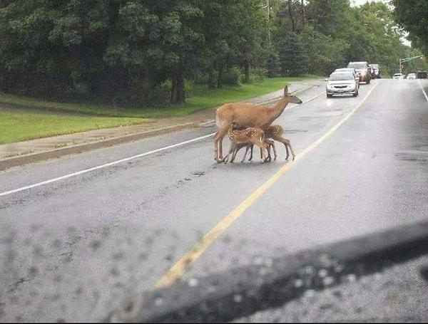 4. Yolun ortasında bir anne geyik. Yavrularını emziriyor. Ve her iki şeritten gelen arabalar bekliyorlar. Yarım saat beklemişler hem de...