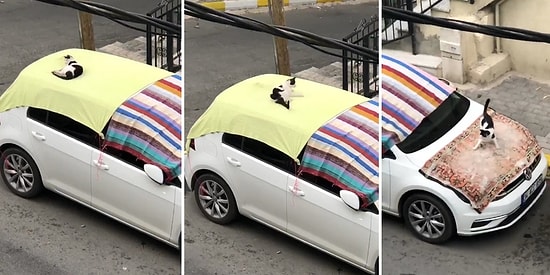 Dolu Öncesi Arabaları Örtüyle Sarma İşine Çok Sevinen Kedi