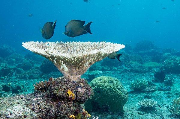 36. Endonezya'daki Raja Ampat adalarında tüplü dalış yaparak rengarenk denizinin tadını çıkarabilirsiniz.