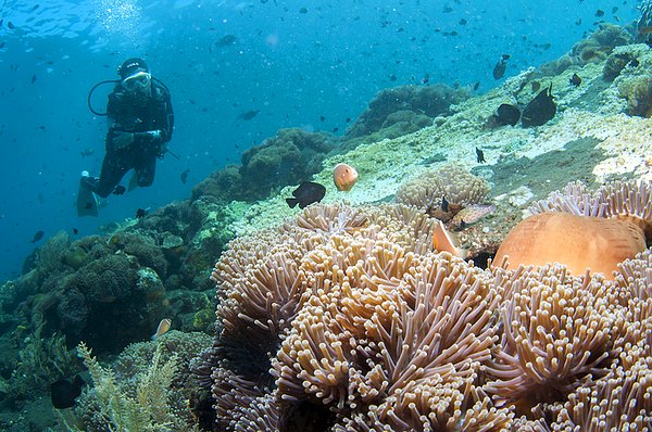 40. Bali'nin kuzeyinde tüplü dalış yaparak denizinin sessizliğine kendinizi bırakabilirsiniz.