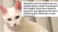 Sahibini Hayattan Bezdiren Psikopat Kedi ve Gelen Acayip Tepkiler