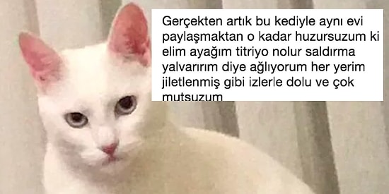 Sahibini Hayattan Bezdiren Psikopat Kedi ve Gelen Acayip Tepkiler