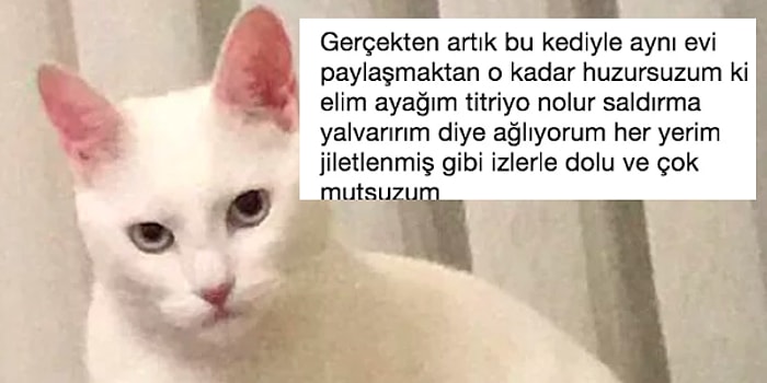 Sahibini Hayattan Bezdiren Psikopat Kedi ve Gelen Acayip Tepkiler