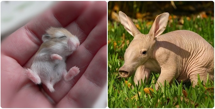 Детеныши животных, которых редко кто видит такими малютками