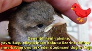 Kaş Yapayım Derken Göz Çıkarmayın! Yavru Bir Kuş Bulduğunuzda Yapmanız Gerekenleri Söylüyoruz
