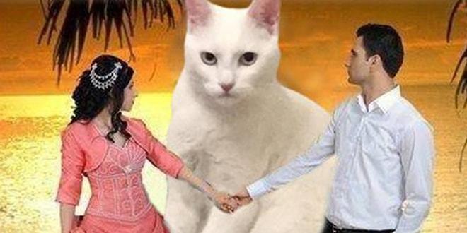 Dosta Düşmana Herkese Korku Veren Psikopat Kediye Yapılmış 15 Komik Photoshop