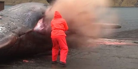 Оказывается, трупы китов, выброшенные на берег, взрываются как бомба!