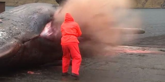 Оказывается, трупы китов, выброшенные на берег, взрываются как бомба!