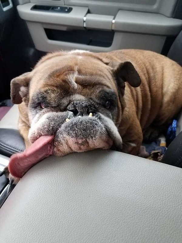 Владелица собачки даже получила награду в размере 1500 долларов.