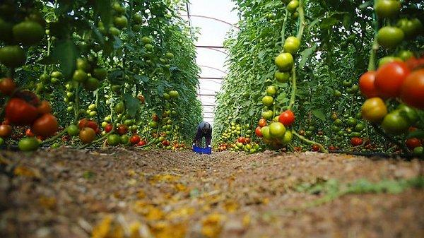 10 yıldır domates üretiminde bir artış yok