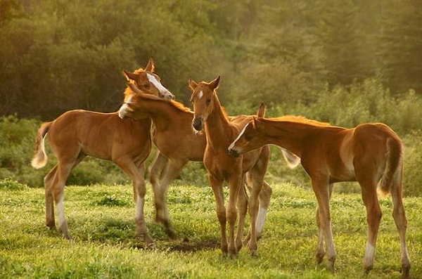 6. Какой футбольный клуб имеет прозвище "жеребята"?