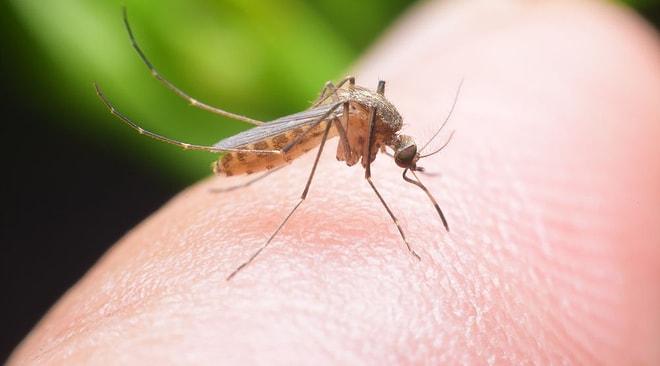 Yaz Aylarınızı Kâbusa Çeviren Sivrisinek Kaşıntılarından Kurtulmanız İçin 10 Yöntem