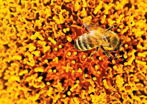 Arı poleni nasıl oluşur?