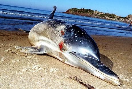 Hayvanlara Yönelik Şiddet Denizlere Sıçradı: Bodrum’da 8 Kurşunla Öldürülen Yunus Karaya Vurdu