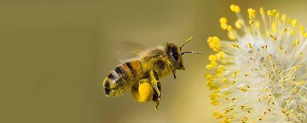 Tüketilen polen tozunun yalnızca bir çay kaşığı bir arının bir ay boyunca günde sekiz saat çalışarak ürettiği bir dozdur.