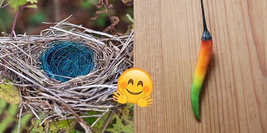 Gündelik Hayatta Denk Gelmemizin İmkansız Olduğu Anlar Yakalayarak Herkesi Büyülemeyi Başarmış 26 İnsan