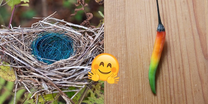 Gündelik Hayatta Denk Gelmemizin İmkansız Olduğu Anlar Yakalayarak Herkesi Büyülemeyi Başarmış 26 İnsan