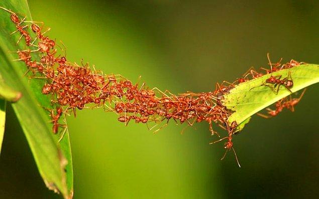 1. Bir karınca ağır yaralandığında koloninin kaynakları israf olmasın diye yardımı reddediyor ve yardım etmek isteyen diğer karıncaları kendinden uzaklaştırıyor.