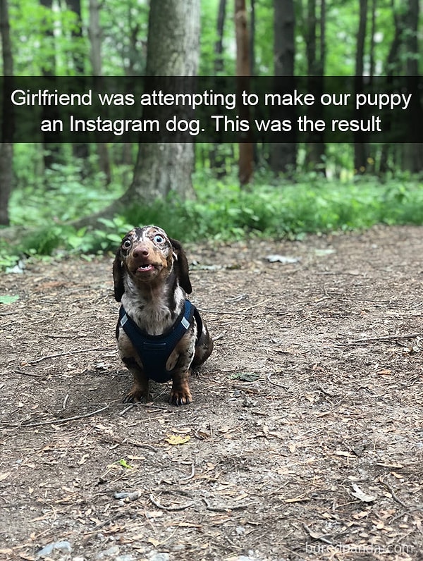 27. "Kız arkadaşım köpeğimizi Instagram köpeği yapmaya çalıştı. Sonuç bu."